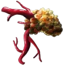 Acro Adrenal Gland