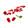 Lovely Rose Petal Patch