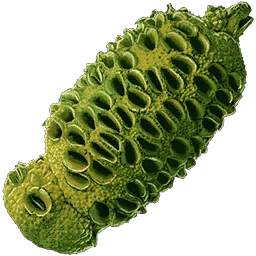Verdberry Seed