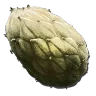 Plant Species Z Seed harvesting