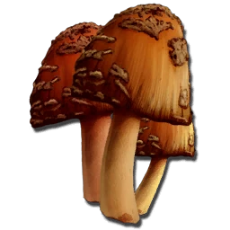 Rare Mushroom