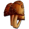 Rare Mushroom harvesting