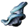Aquatic Mushroom