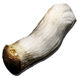 Fungal Wood