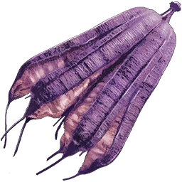 Magenberry Seed