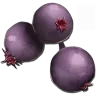 Mejoberry harvesting