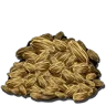 Rockarrot Seed harvesting