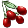 Tintoberry harvesting