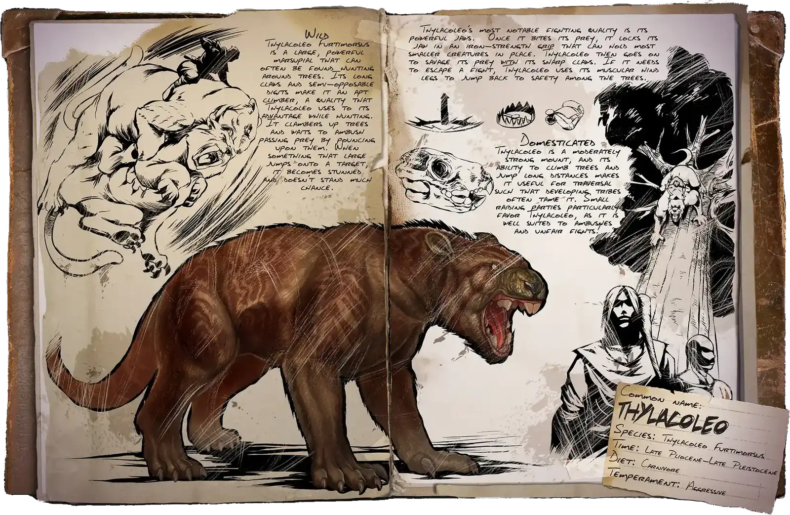 R-Thylacoleo