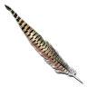 Rock Drake Feather