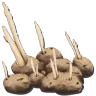 Savoroot Seed