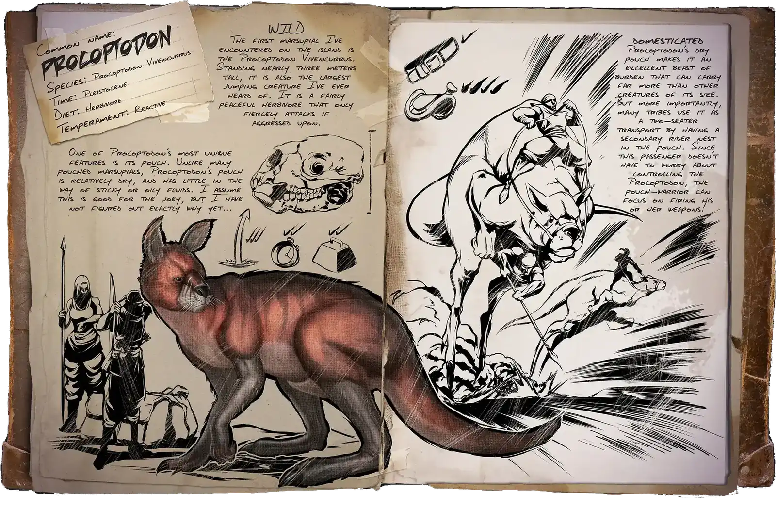 R-Procoptodon