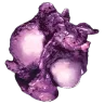 Plant Proto Species R Seed