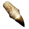 Alpha Mosasaur Tooth