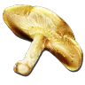 Auric Mushroom
