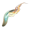 Flaming Boaratos Tusk