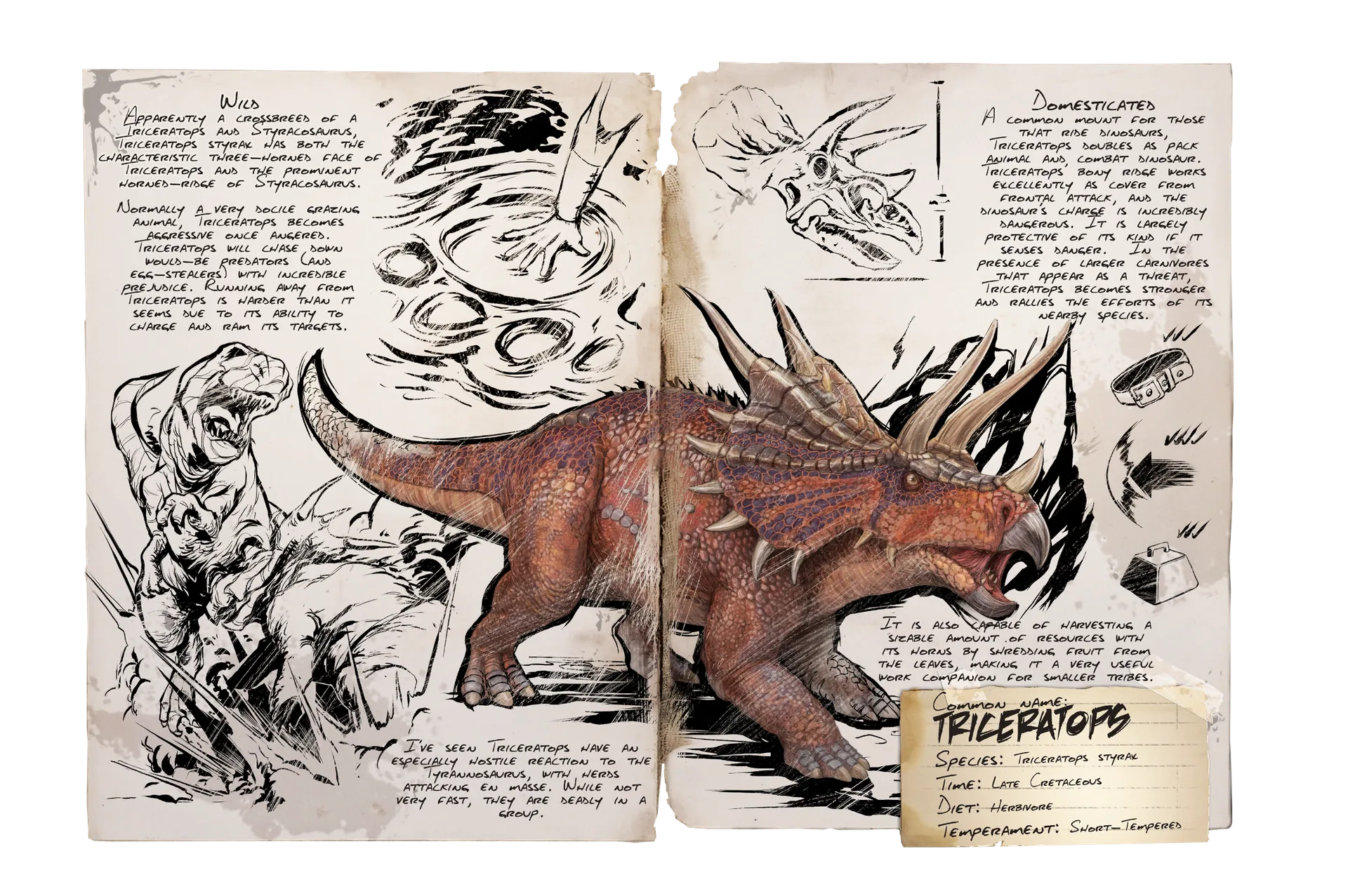 Triceratops