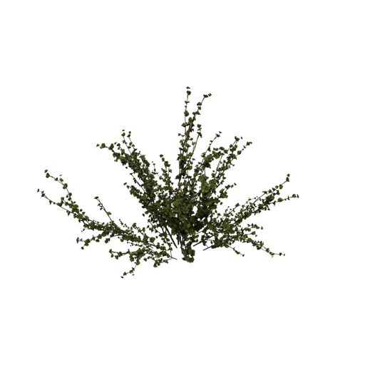 DwarfBirch B