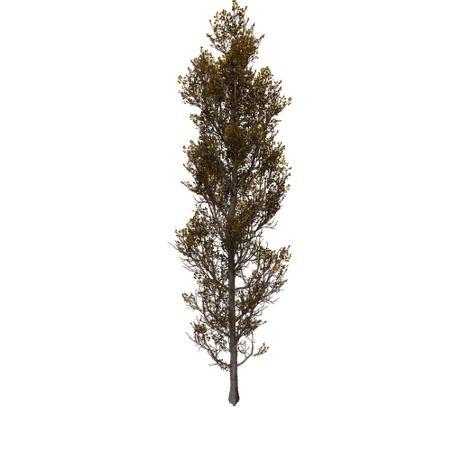Poplar A