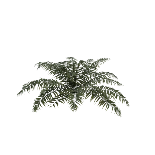 SM Sword Fern01