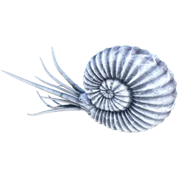 Ammonite