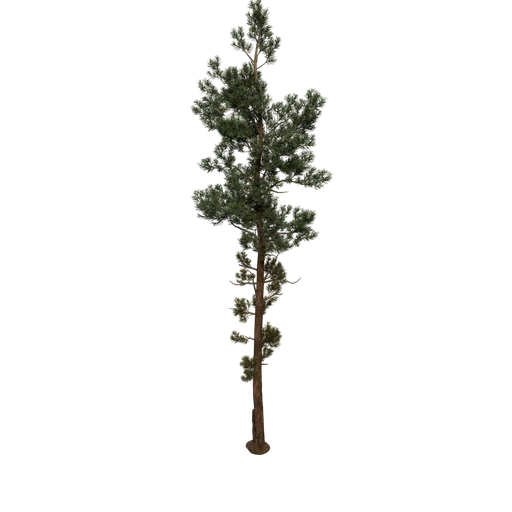 ScotsPine Desktop WIND