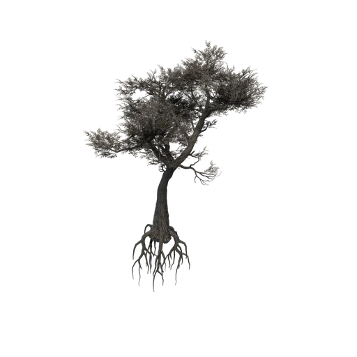 SM EXT WL ThornyAcacia Yuge