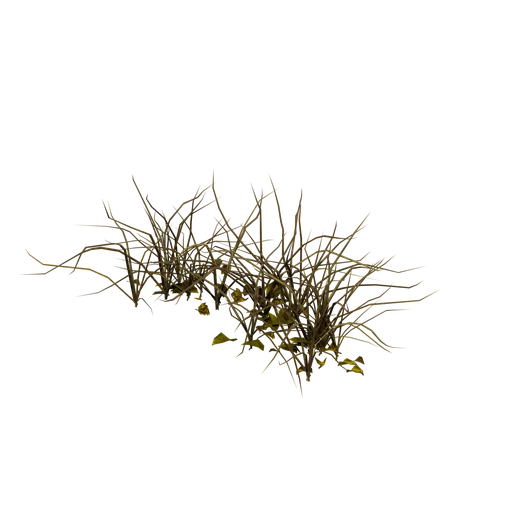 SnowGrass