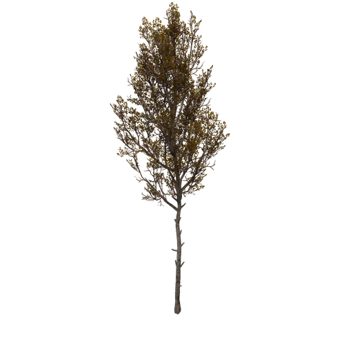 Poplar B