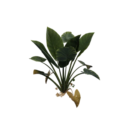 Plant04 SM