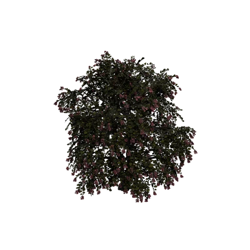 OrchidTree C