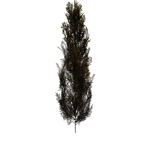 SeaWeed05