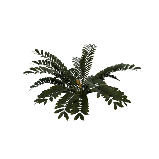 Zamia SM