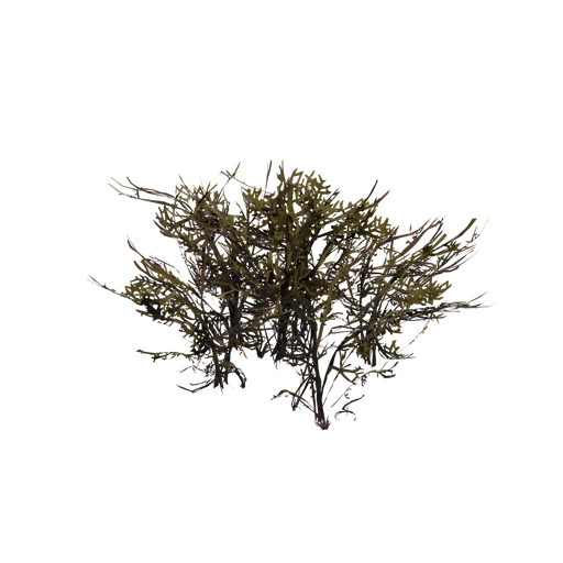 Coral Big2