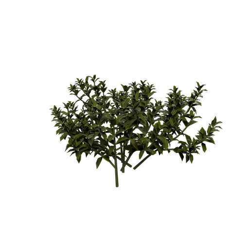 Bearberry B