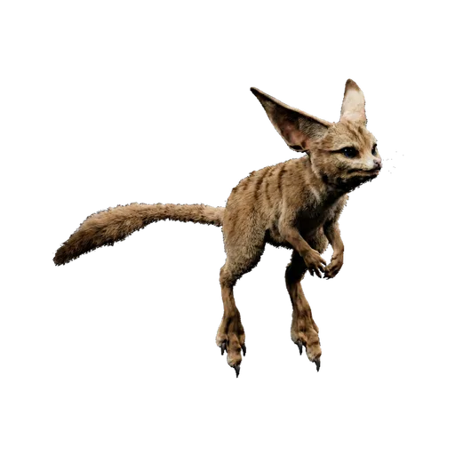 Jerboa
