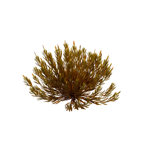 SM Coral A