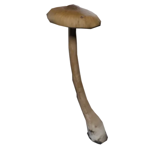 SM CommonMushroom F