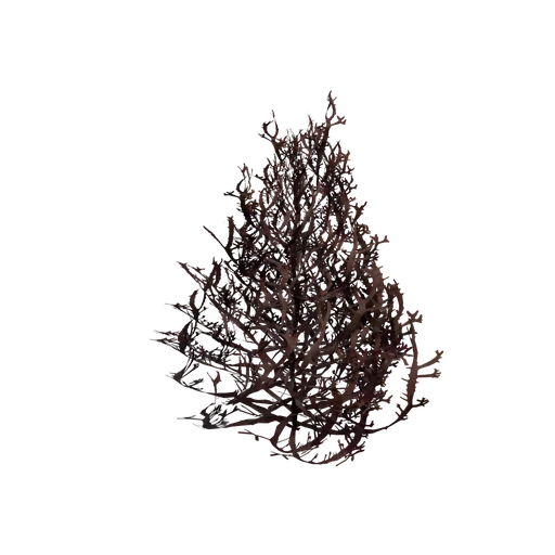 Coral Small