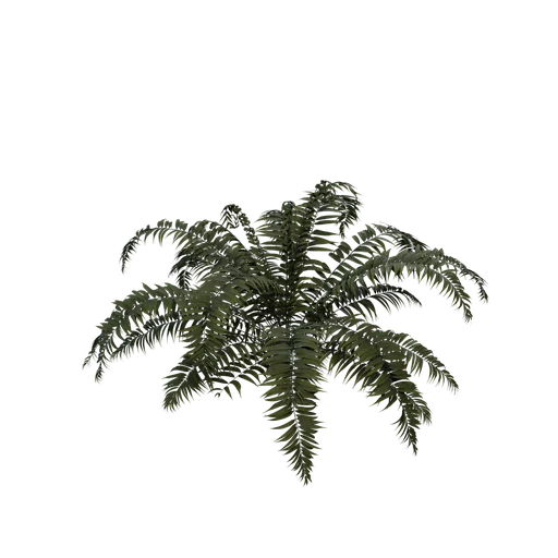 SM Sword Fern02