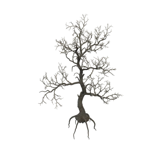 LimberPine C