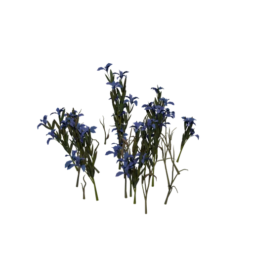 SM SnowGentian C