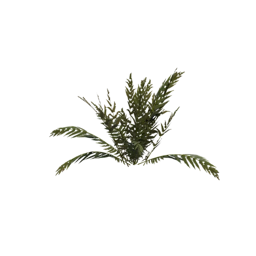 FiddleheadFern B
