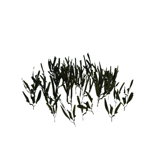 SeaWeed07