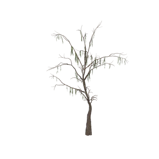 PondCypress Dead SM