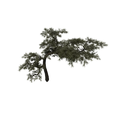 SM HuangshanPine A
