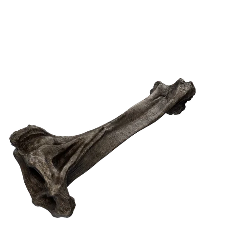 SM Bones 3 Surface