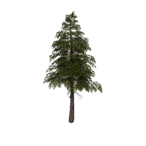 SPRUCE XS 01