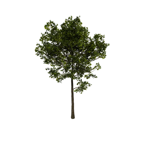 UmbrellaTree SM