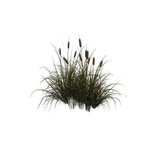 CattailClump SM